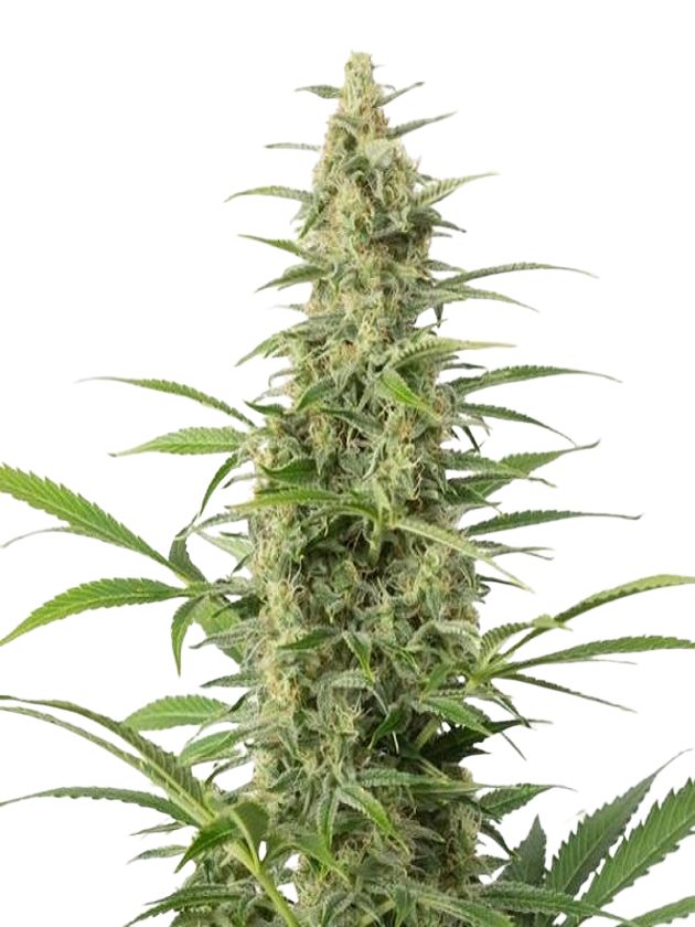 Sour Diesel Autoflower