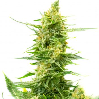 Strawberry Kush CBD Feminized