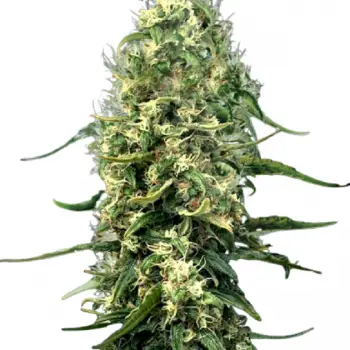 Super Silver Haze Feminized