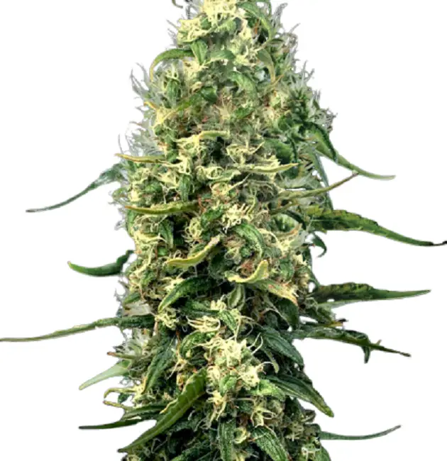 Super Silver Haze Feminized