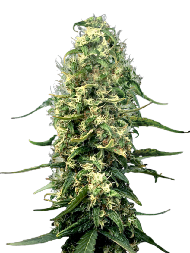 Super Silver Haze Feminized