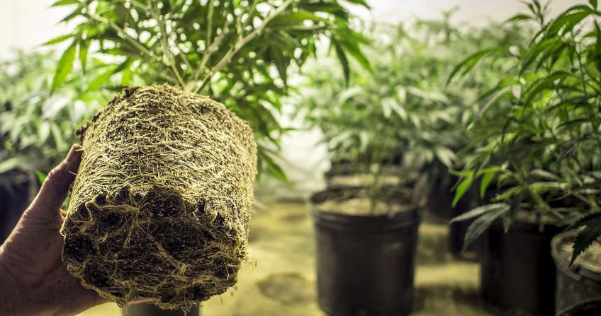 Cannabis Root