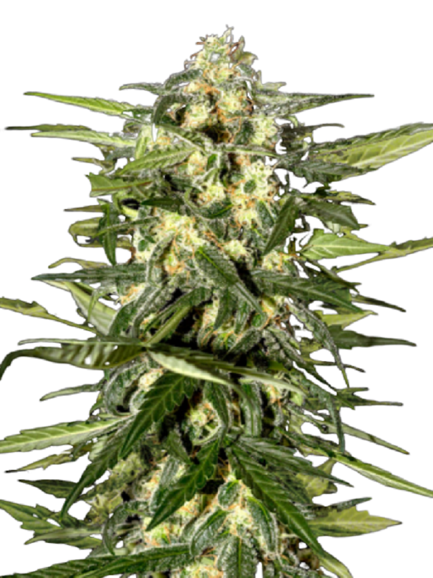 Jack Herer Autoflower