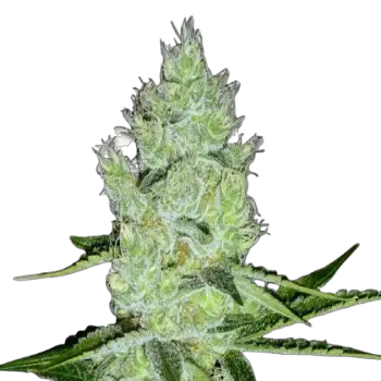 Jack Herer Feminized