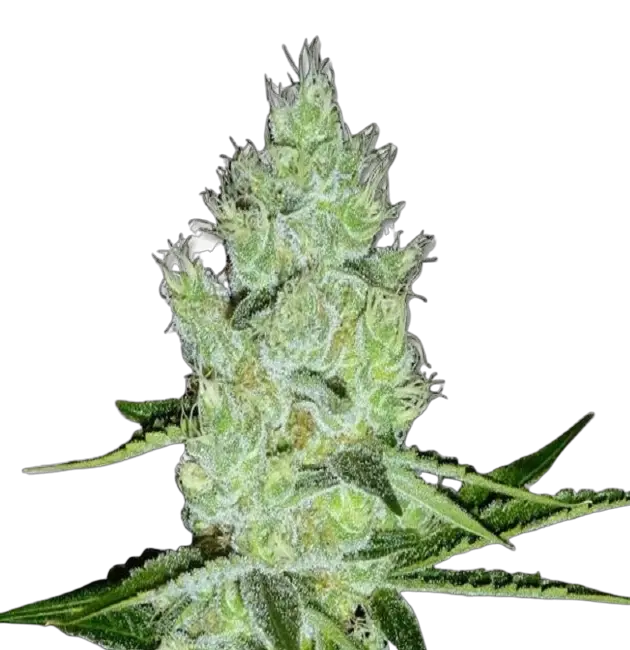 Jack Herer Feminized