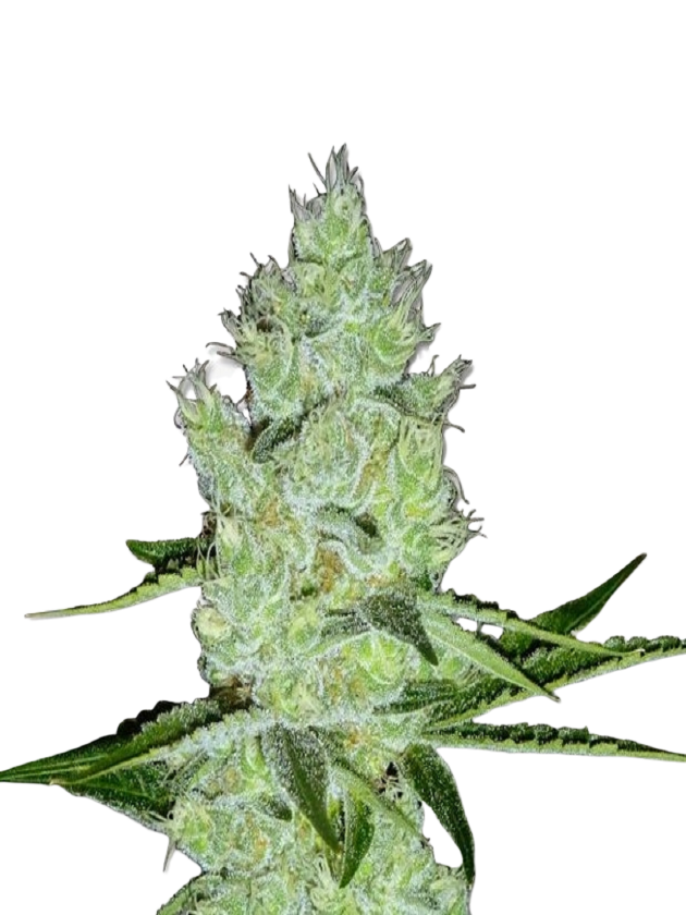 Jack Herer Feminized
