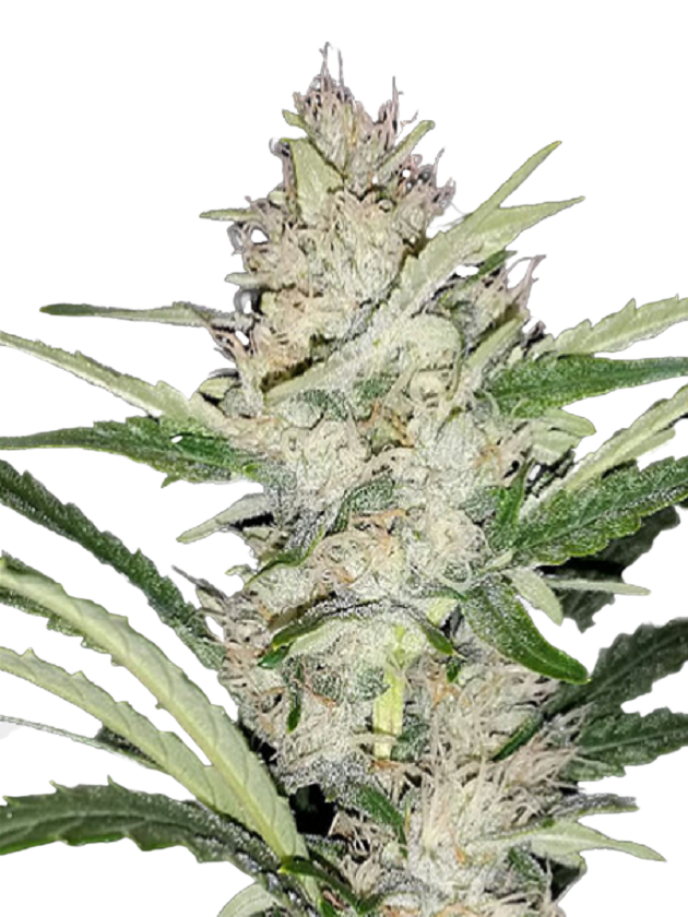 Skywalker OG Feminized