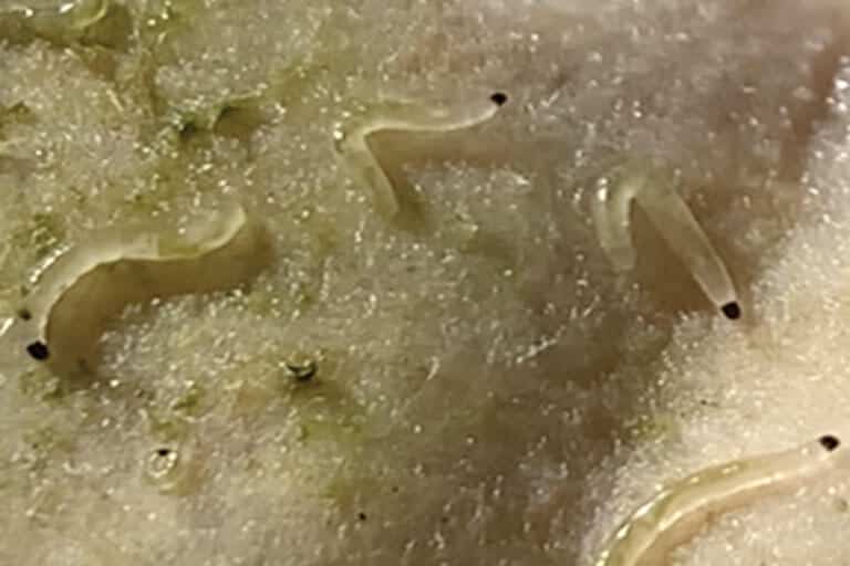 fungus gnat larvae