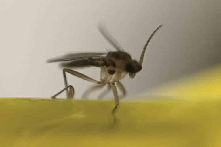 fungus gnat