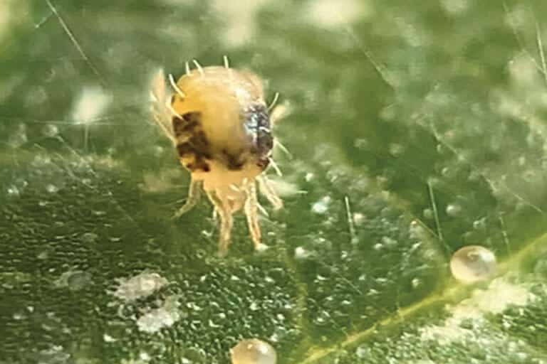spider mite