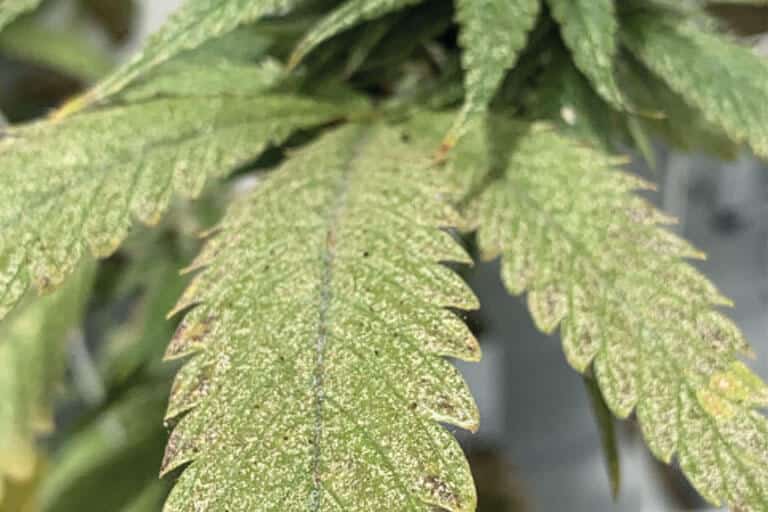 spotted spider mite damage