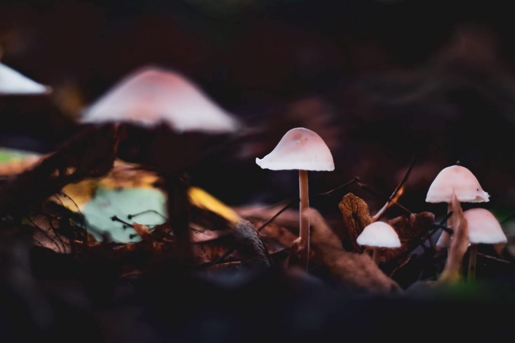 White and brown mushrooms