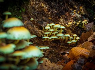 White mushrooms on brown tree