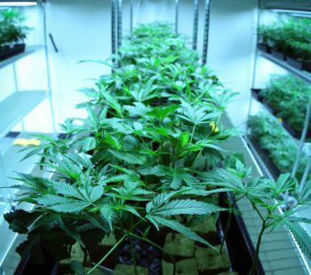 Indoor growing marijuana in small space