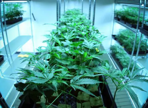 Indoor growing marijuana in small space