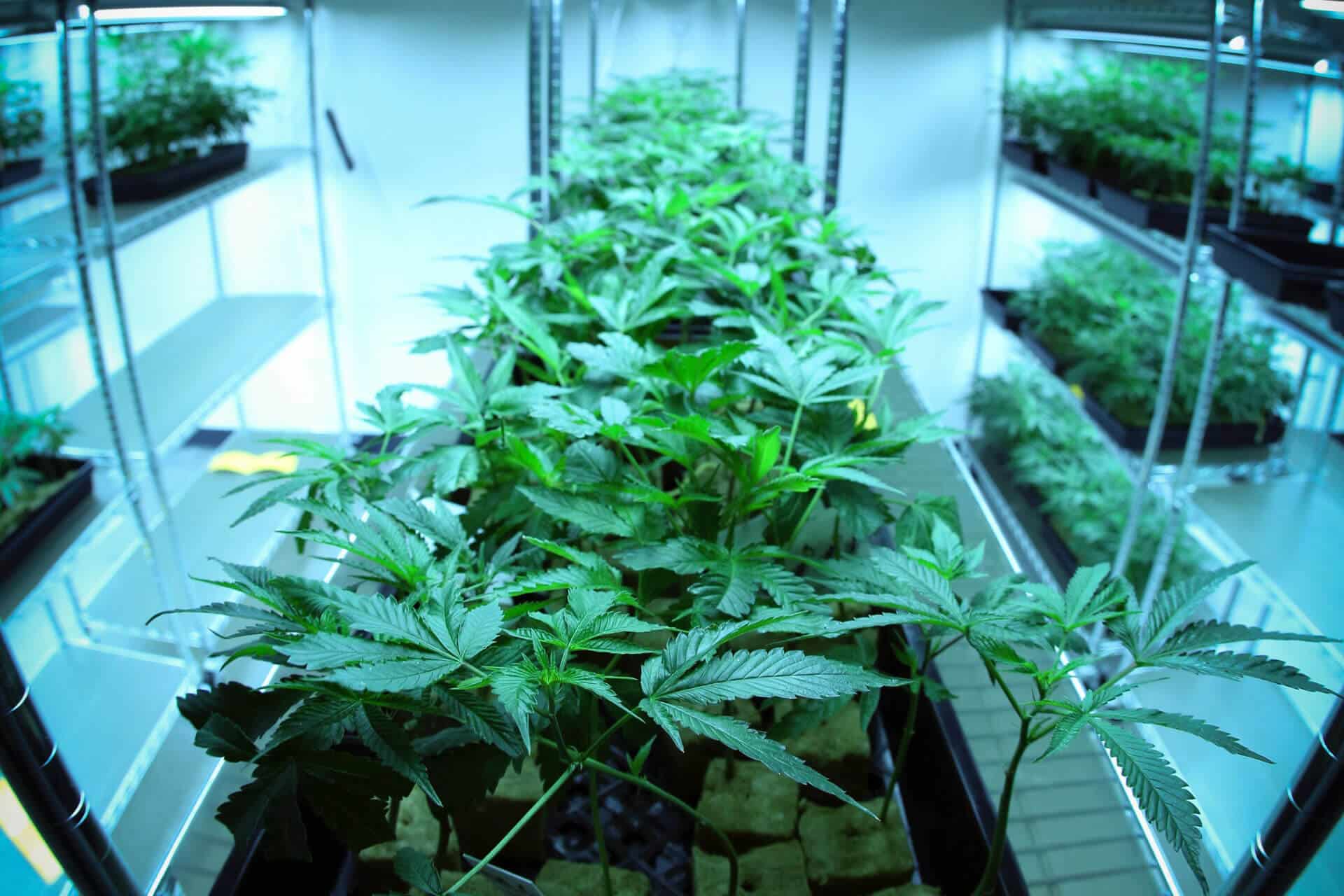 Best Practices For Indoor Marijuana Cultivation On Small Scale