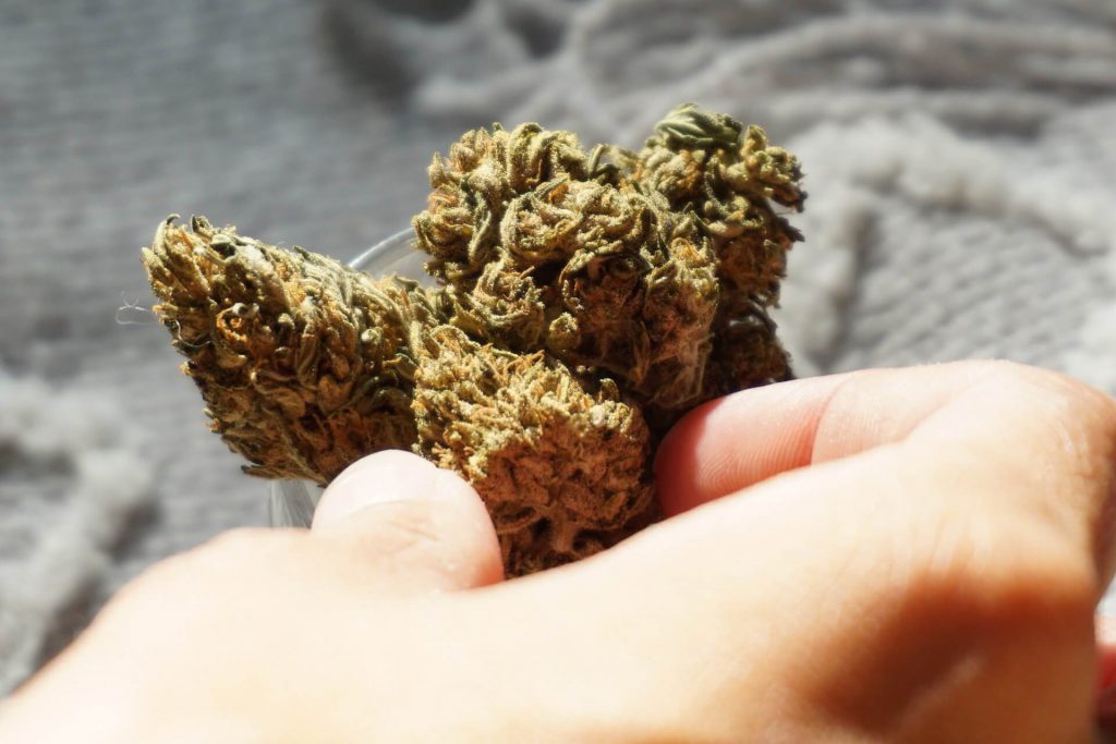 Person holding marijuana buds