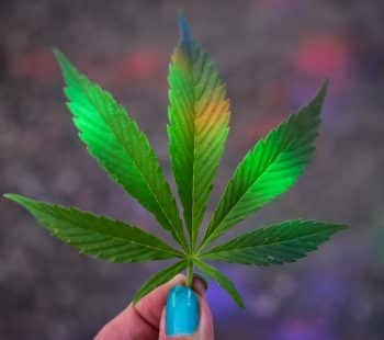 Person holding marijuana leaves