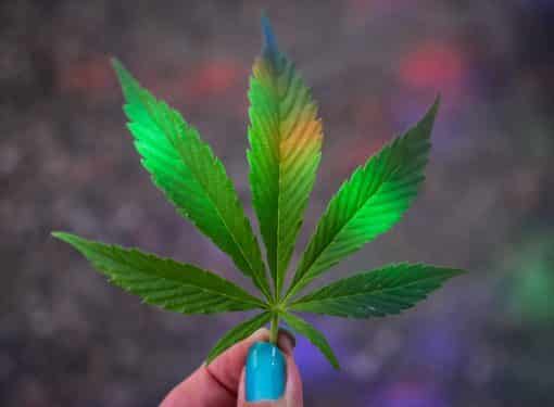 Person holding marijuana leaves